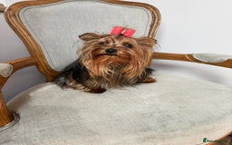 Yorkshire Terrier dogs for sale: Yorkshire Terrier puppy - Image 5