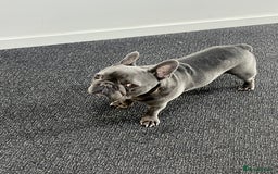 French Bulldog dogs for stud: French bulldog for stud  - Image 3