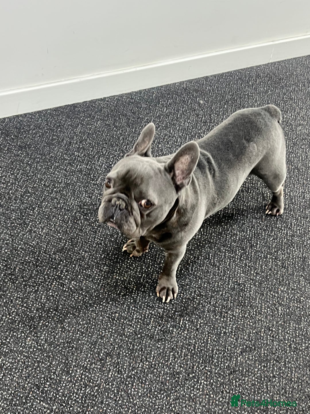 French Bulldog dogs for stud: French bulldog for stud  - Image 3