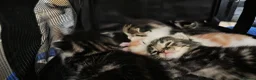Mixed Breed cats for sale: 5 Beautiful kittens - Advert 13