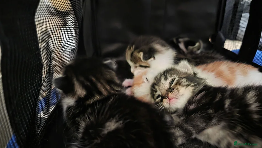 Mixed Breed cats for sale: 5 Beautiful kittens - Advert 13