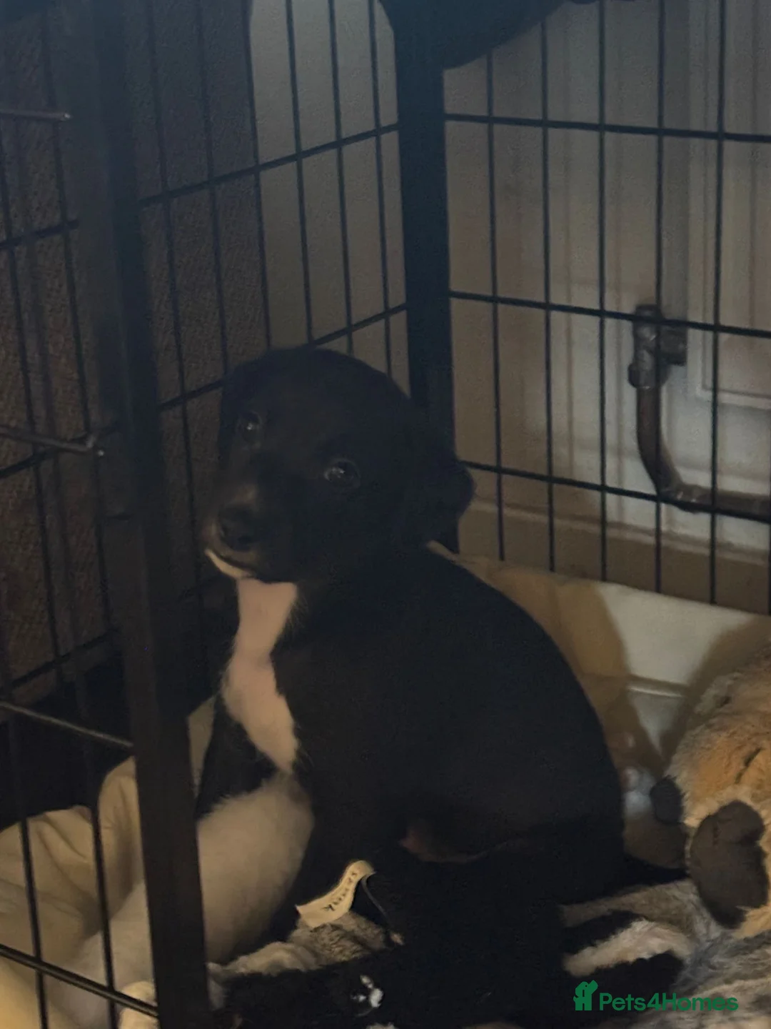 Mixed Breed dogs for sale: Whippet puppies  - Advert 16