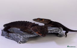 Skink reptiles for sale: Male & Female Pair Red Eye Crocodile Skinks  - Advert 1