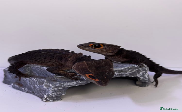 Skink reptiles Male & Female Pair Red Eye Crocodile Skinks  - Advert 2
