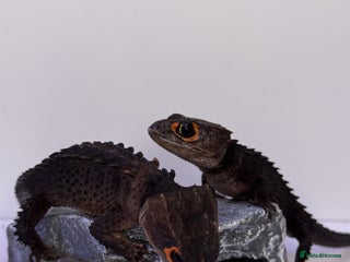 Skink reptiles Male & Female Pair Red Eye Crocodile Skinks - Advert 1