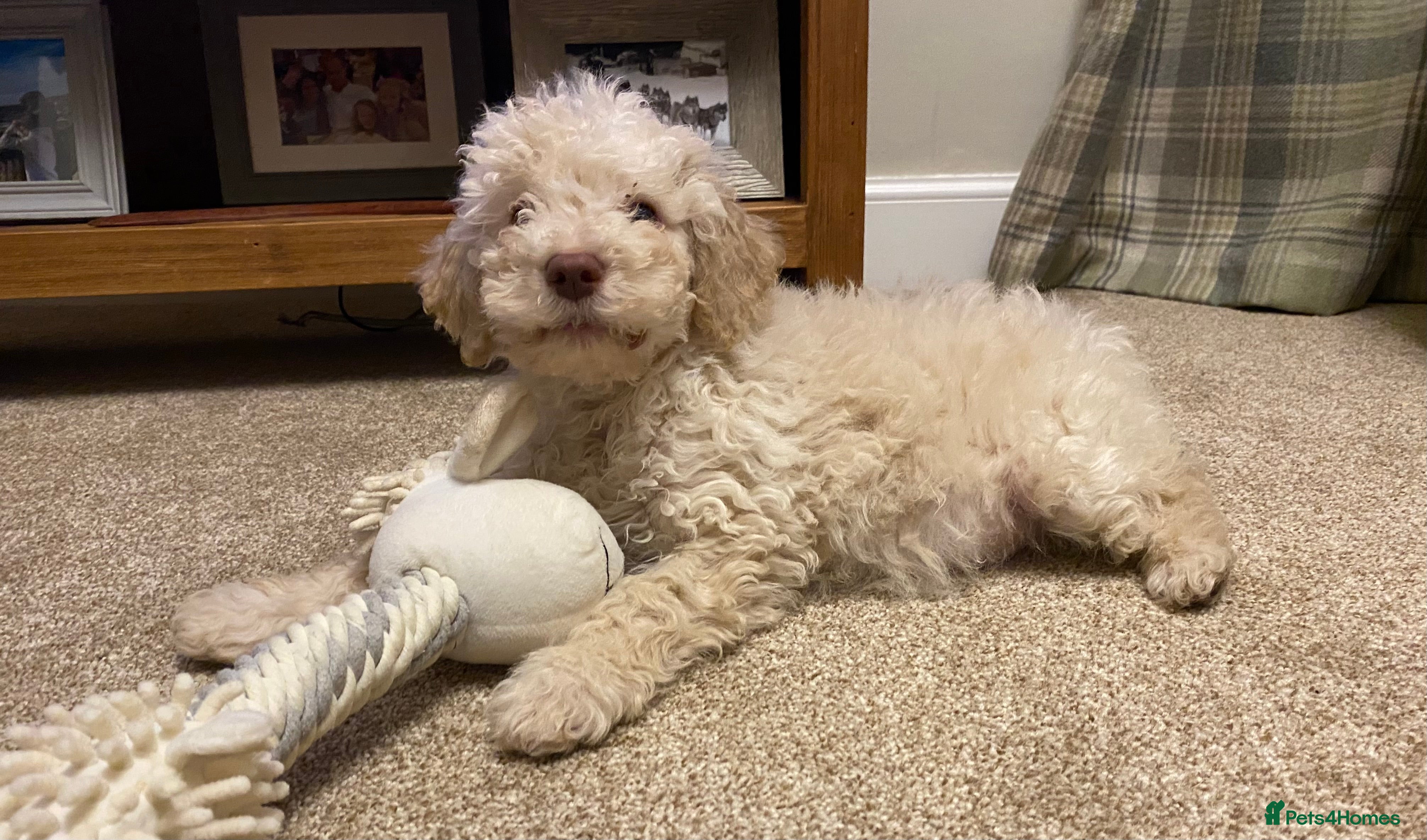 Lagotto Romagnolo dogs Lagotto romagnolo Puppies  - Advert 4