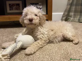 Lagotto Romagnolo dogs Lagotto romagnolo Puppies - Advert 4