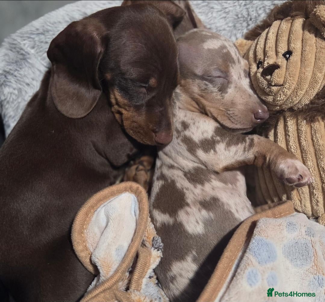 Miniature Dachshund dogs for sale: Looking for Their Forever Home  - Advert 21