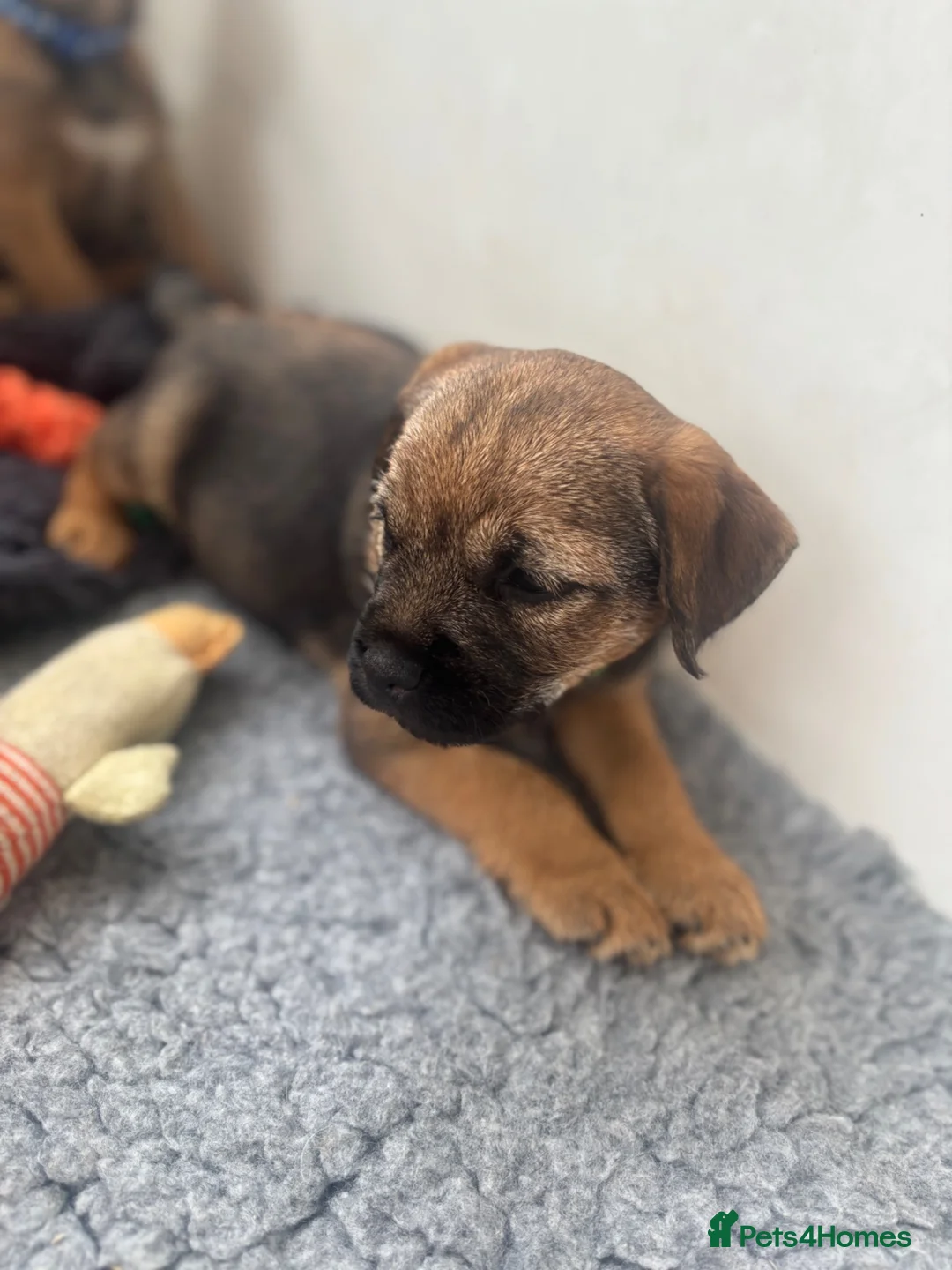 Border Terrier dogs for sale: KC Border Terrier Puppies - Advert 16