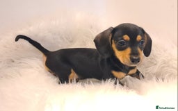 Miniature Dachshund dogs for sale: KC Daxi's health tested parents.READY - Image 17