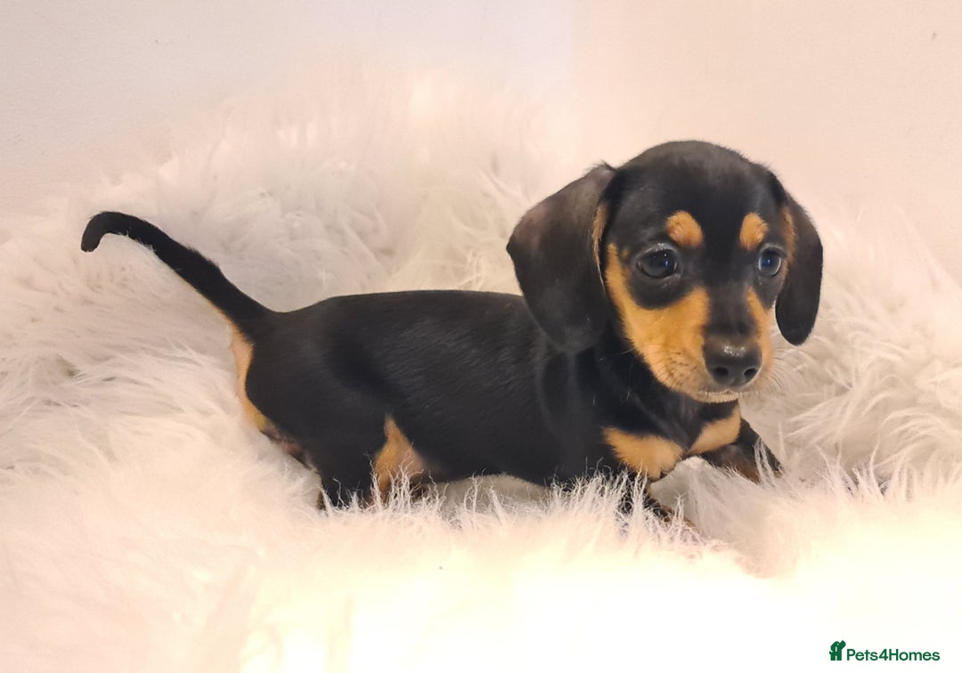 Miniature Dachshund dogs for sale: KC Daxi's health tested parents.READY - Image 17