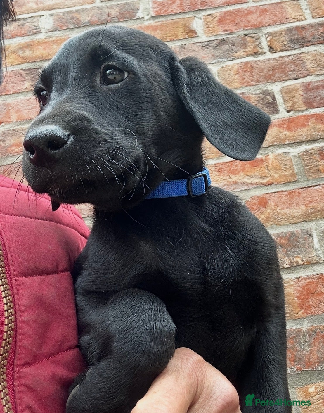 Labrador Retriever dogs Top Quality Pups From Working Line Parents  - Advert 2