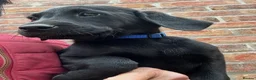 Labrador Retriever dogs for sale: Top Quality Pups From Working Line Parents  - Advert 2