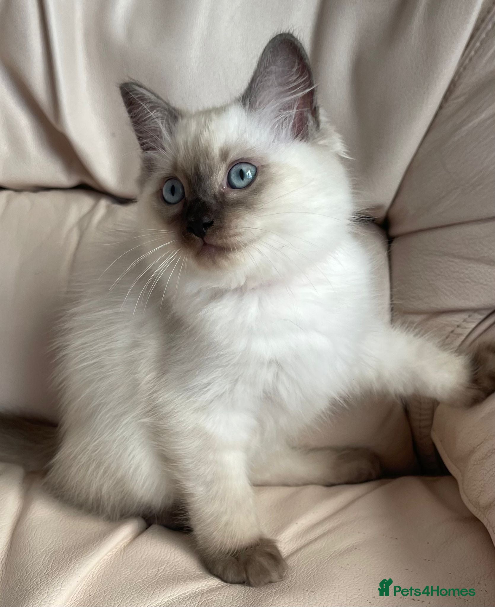 Ragdoll cats for sale: Stunning litter of ragdoll kittens  - Advert 2