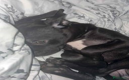 Mixed Breed dogs for sale: 6 month, Male Staffy x Cane Corso - Advert 4