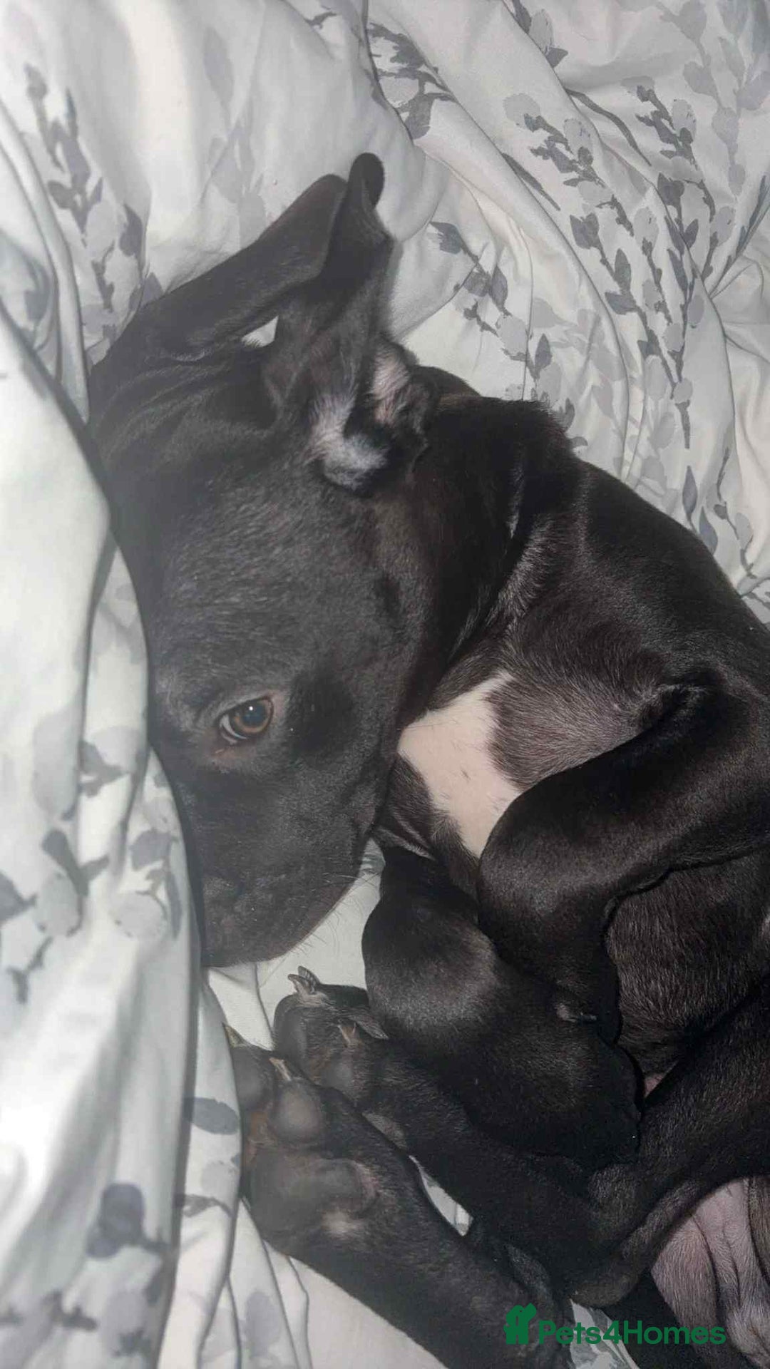 Mixed Breed dogs for sale: 6 month, Male Staffy x Cane Corso - Advert 4