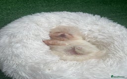 Pomeranian dogs for sale: Pomeranian toy  - Image 7