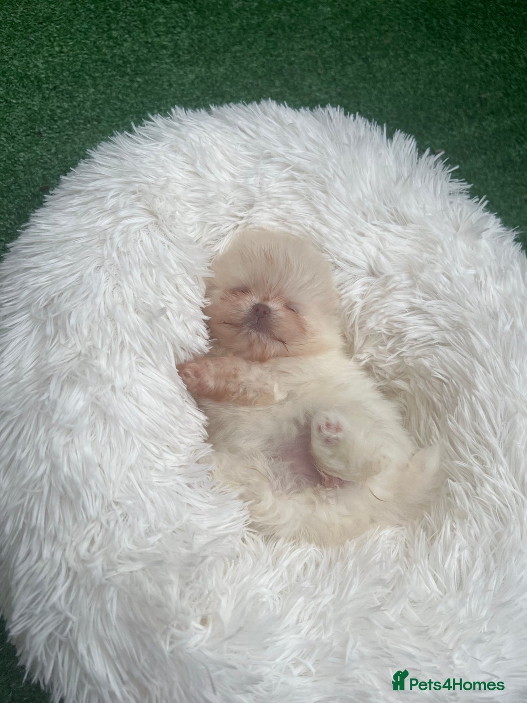 Pomeranian dogs for sale: Pomeranian toy  - Image 7