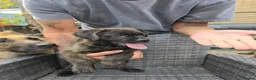 Mixed Breed dogs for sale: French bulldog x German Shepard pups for sale  - Advert 11