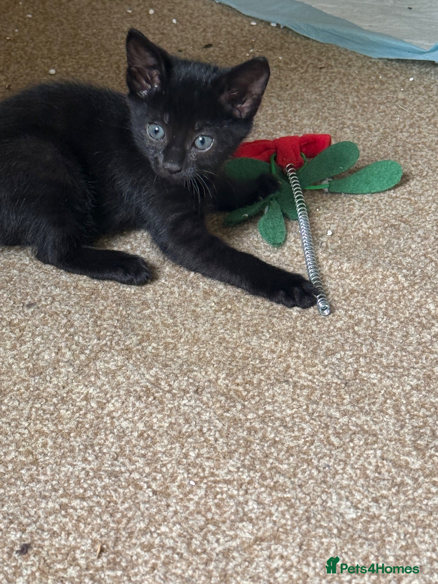 Mixed Breed cats Kittens to a good home - Advert 2