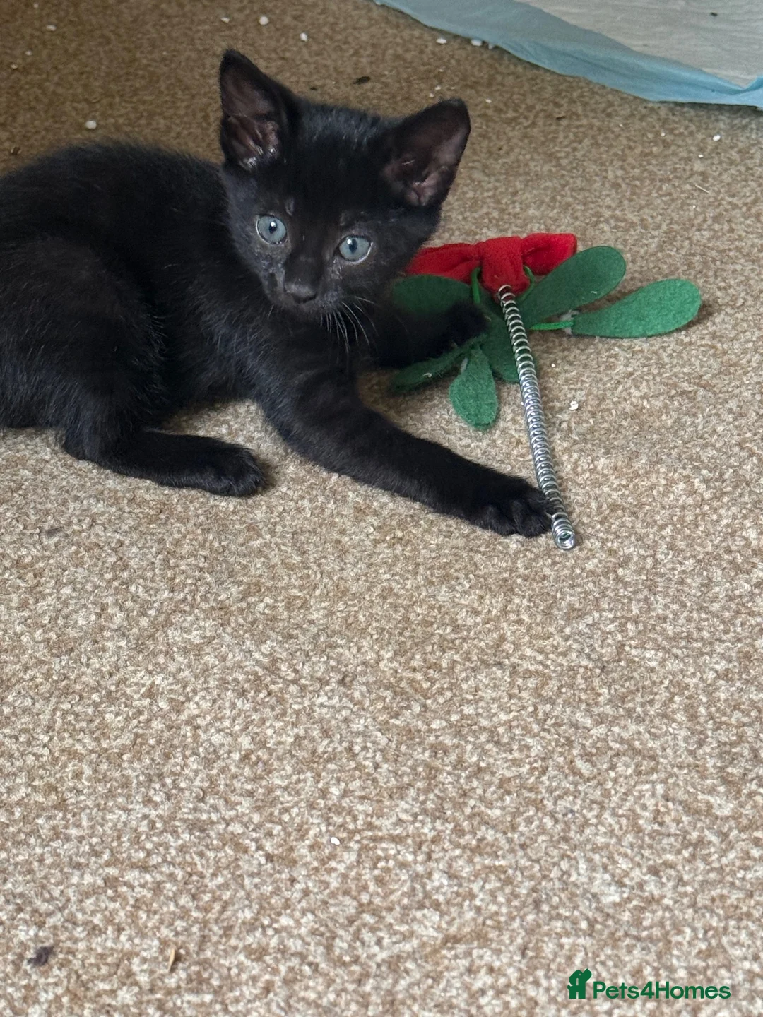 Mixed Breed cats for sale: Kittens to a good home - Advert 1