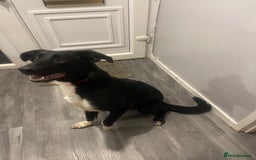 Mixed Breed dogs for sale: Rehoming  - Image 5