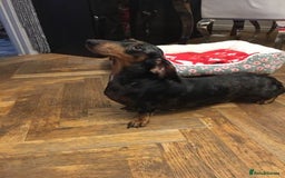Miniature Dachshund dogs for sale: Sweet Miniature Dachshund - Advert 3