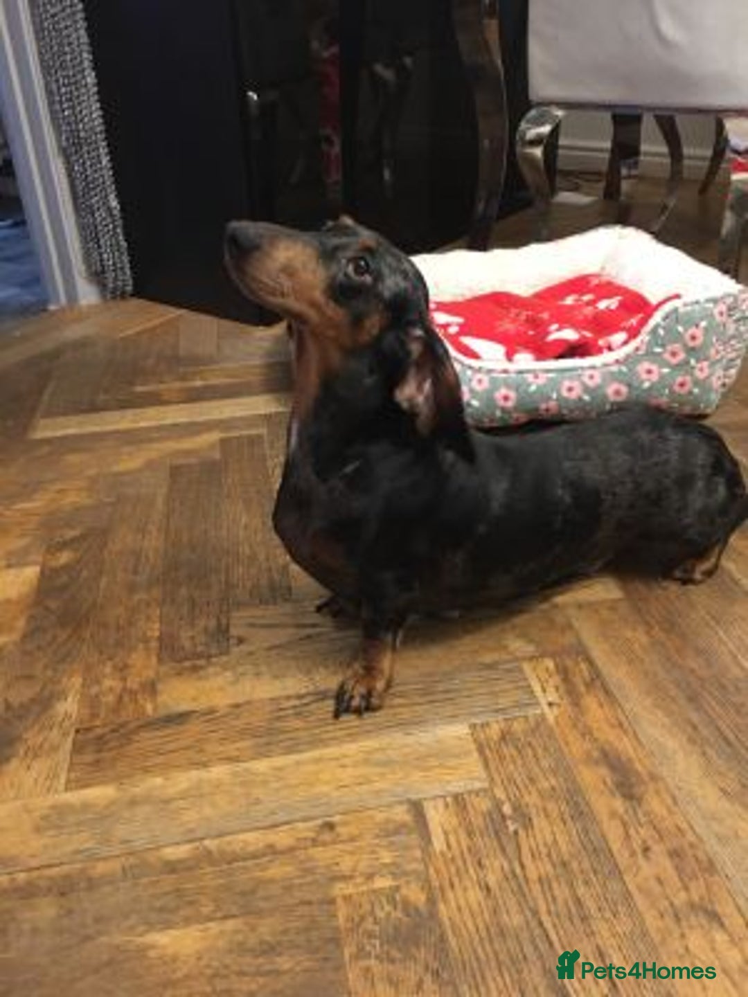 Miniature Dachshund dogs for sale: Sweet Miniature Dachshund - Advert 3