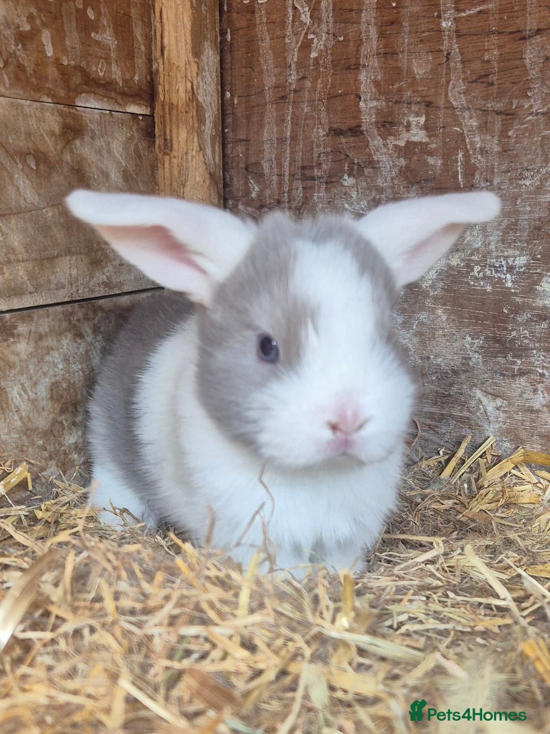 English Lop rabbits for sale: Beautiful dark grey split lop buck and liac doe - Image 12