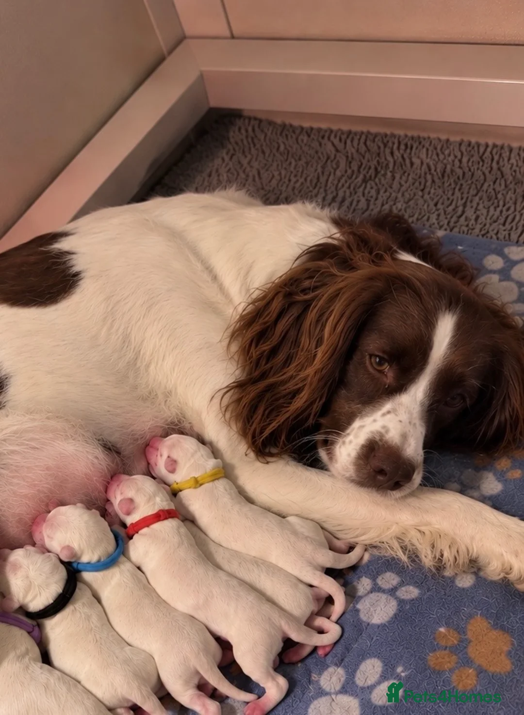 Sproodle dogs for sale: Miniature springerdoodle - Advert 15
