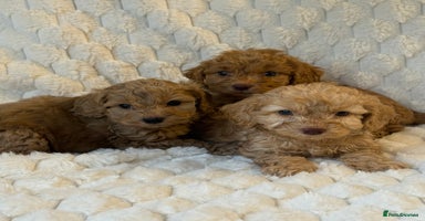Cockapoo dogs ⭐️cockerpoo puppies⭐️ - Advert 9