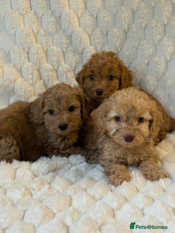 Cockapoo dogs - Advert 2