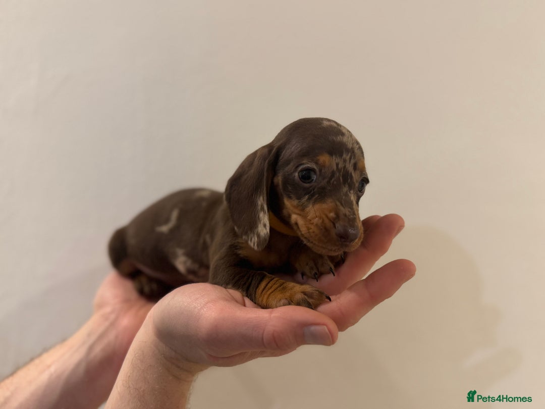 Miniature Dachshund dogs for sale: KC registered miniature dachshunds - Advert 4