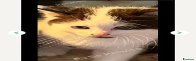 Mixed Breed Kitten 2