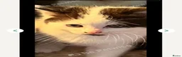 Mixed Breed cats for sale: 3 Beautiful fluffy kittens  - Advert 7