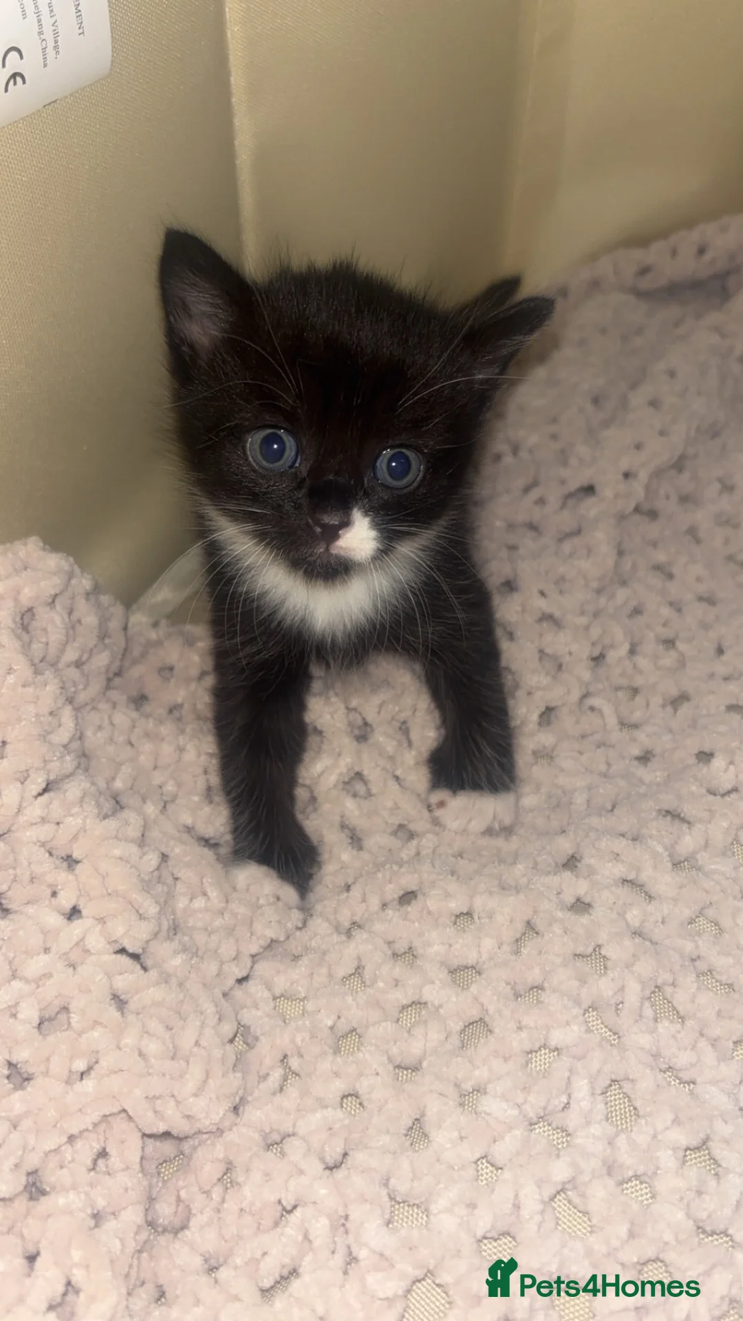 Mixed Breed cats for sale: Mixed breed kittens in Portsmouth - Advert 2