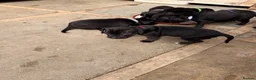 Mixed Breed dogs for sale: Beagle x patterdale in Sheffield - Advert 4