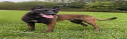Belgian Shepherd Dog dogs for sale:  BELGIAN MALINOIS PUPPIES AVAILABLE - Advert 11
