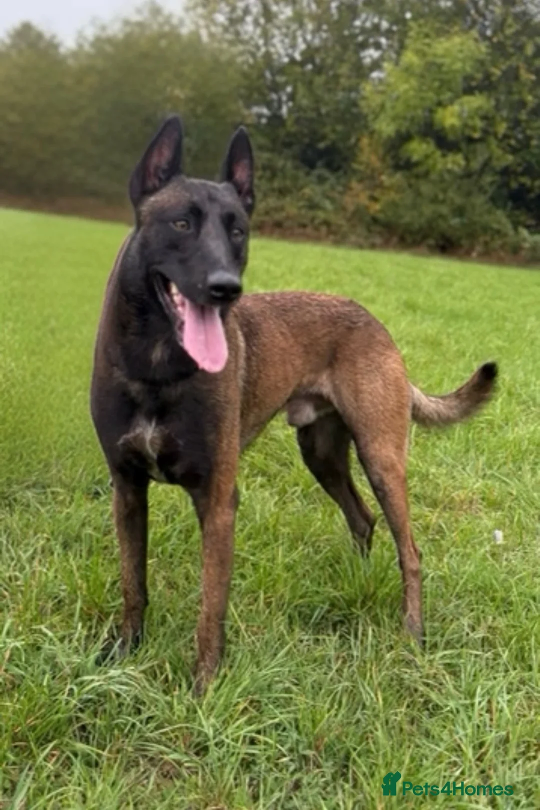 Belgian Shepherd Dog dogs for sale:  BELGIAN MALINOIS PUPPIES AVAILABLE - Advert 11