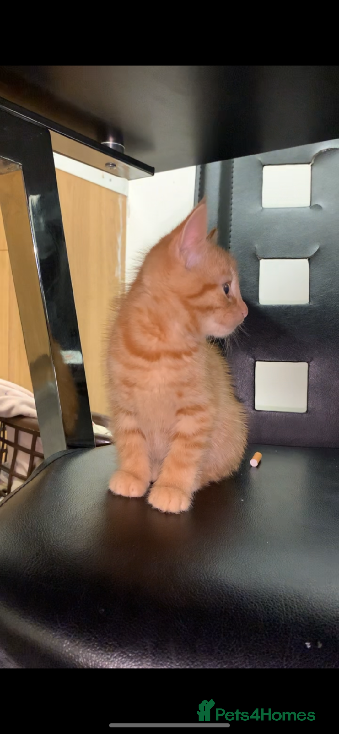 Bengal cats for sale: 2 x Beautiful Ginger - bengal mix - Advert 5