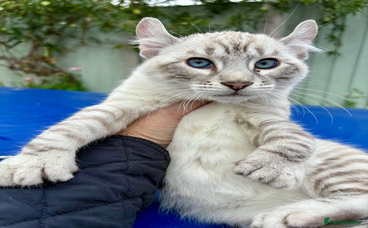 Keetso cats - Advert 1