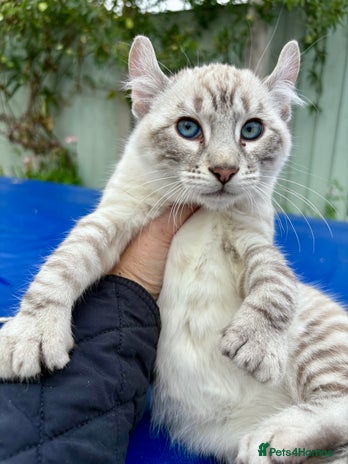 Keetso cats - Advert 1