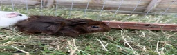 Guinea Pig rodents for sale: Cheeky baby guinea pigs! - Advert 5