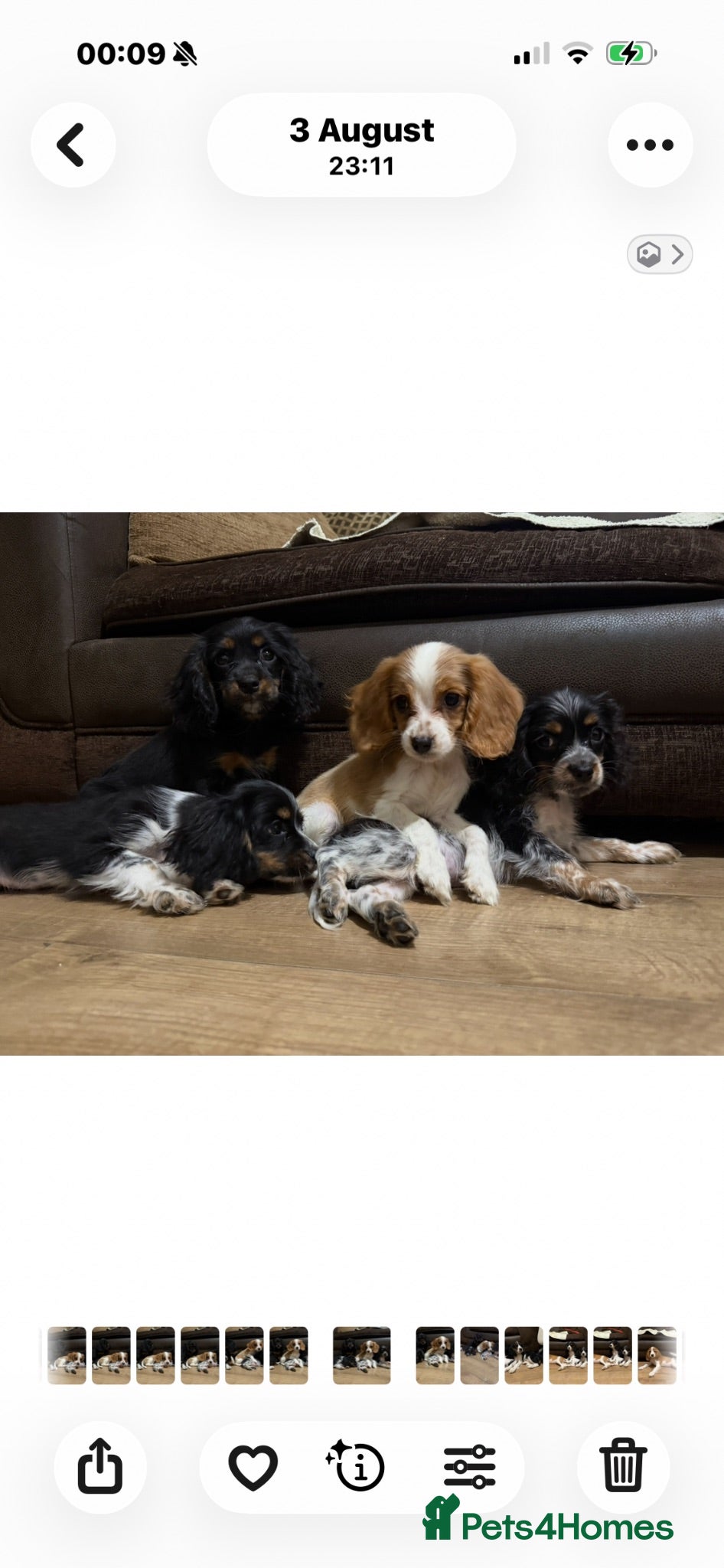 Cockalier dogs Beautiful litter ready to leave now 💕 - Advert 1