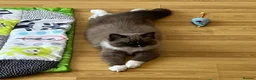Ragdoll cats for sale: TICA reg. Mink Ragdoll Girl 3 Years Old - Advert 7