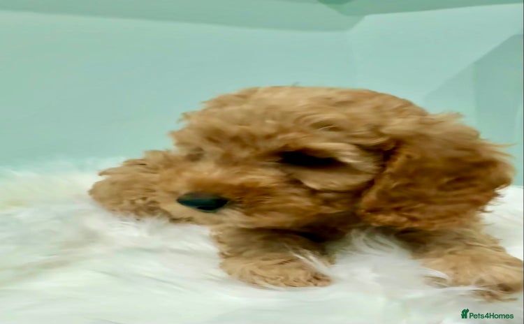 Cockapoo dogs - Advert 2