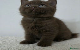 British Shorthair cats for sale: GCCF British Shorthair Kittens Champion Bloodline  - Image 13