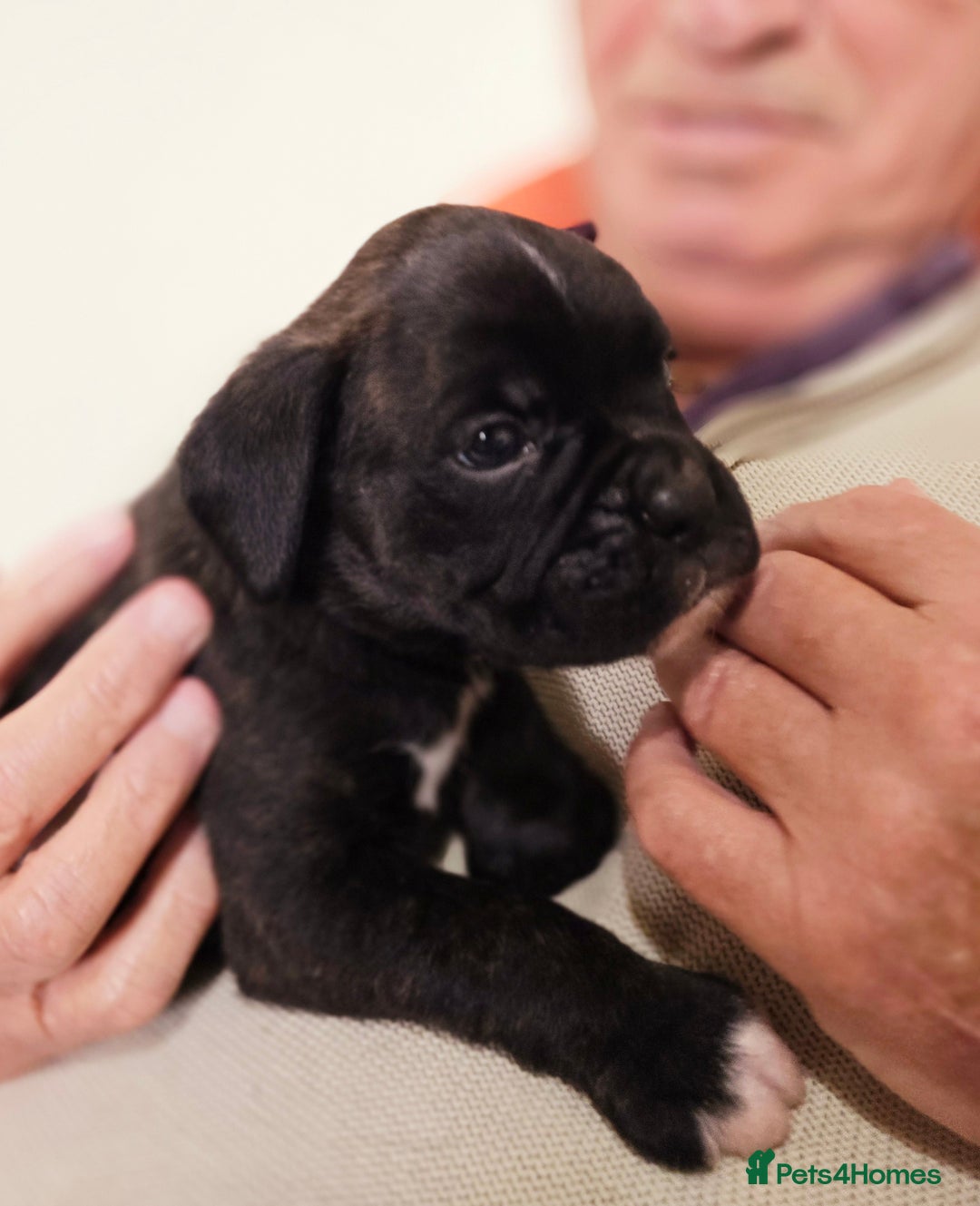 Boxer dogs for sale: Male pup available  - Advert 4