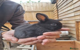 Mixed Breed rabbits for sale: Baby bunnies - Image 3