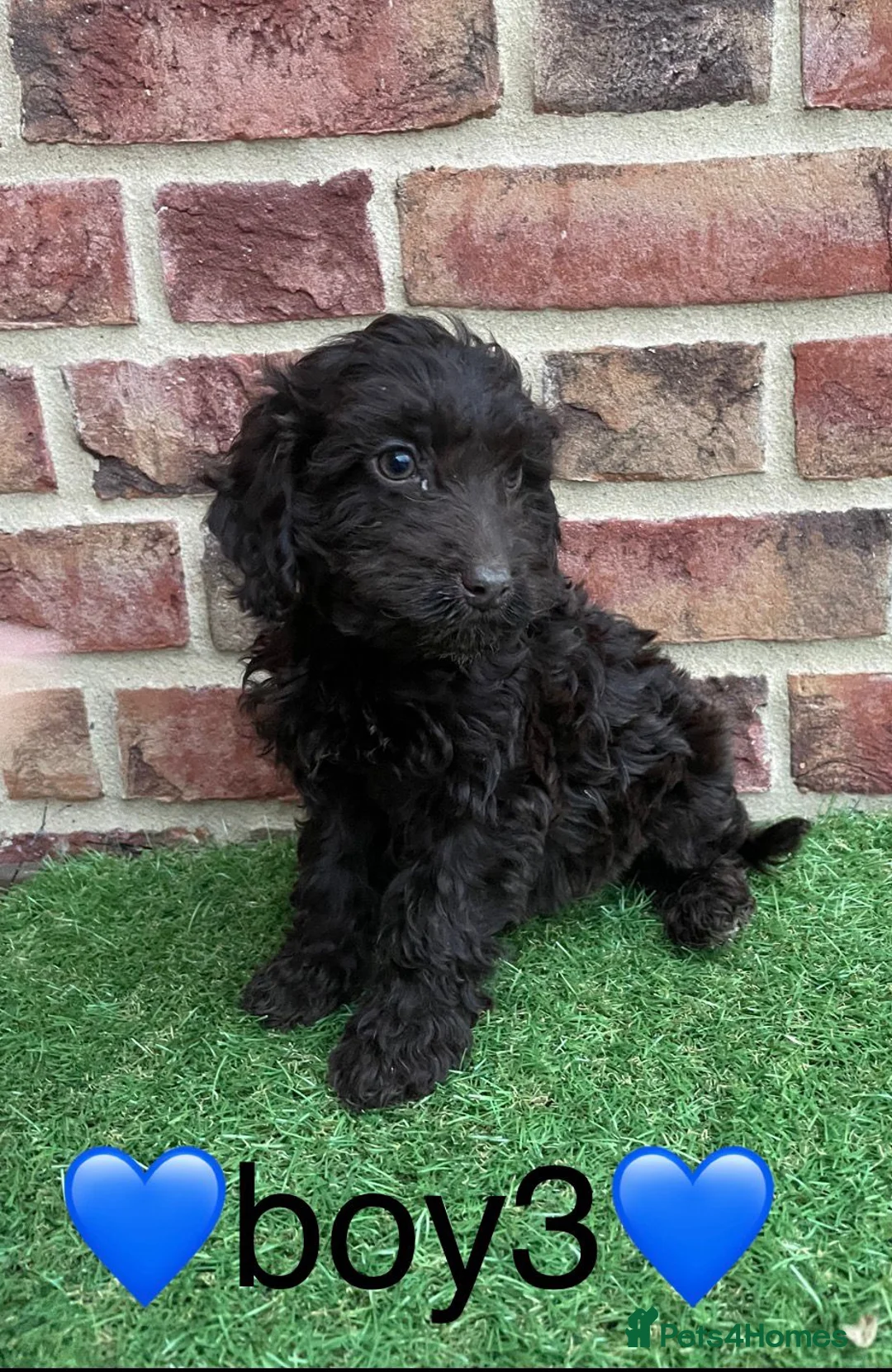 Cockapoo dogs for sale: ✨2 remaining stunning cockapoo puppies✨ - Advert 2